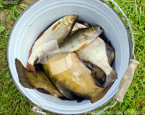 Image of Fish tench roach bass catch in retro rusty bucket 