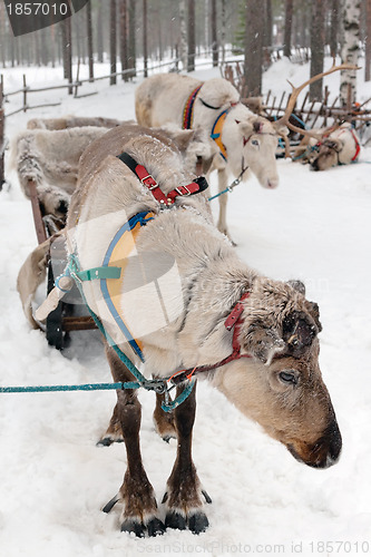 Image of reindeers