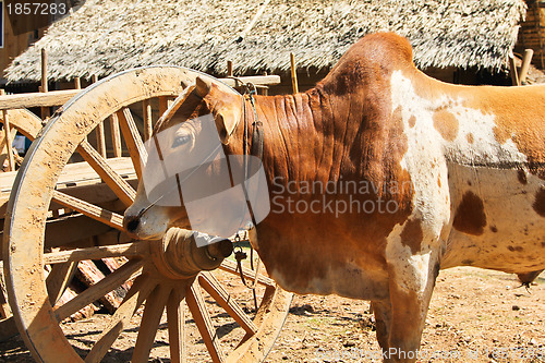 Image of Cow ,Ox in a rural village