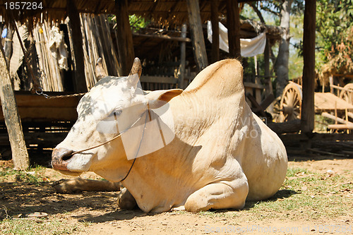 Image of Cow ,Ox in a rural village