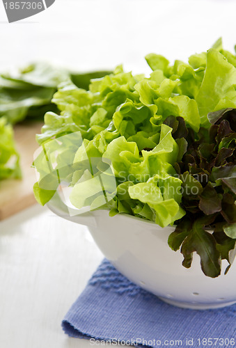 Image of Varieties of Lettuce
