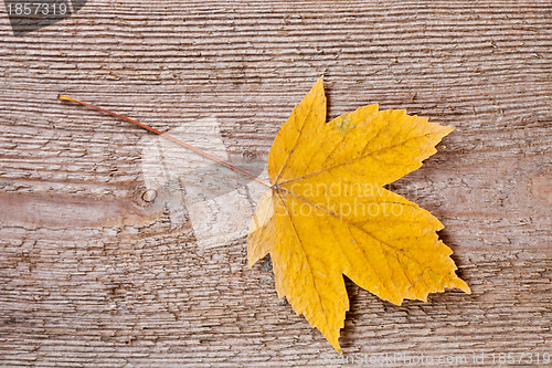 Image of yellow maple leaf 