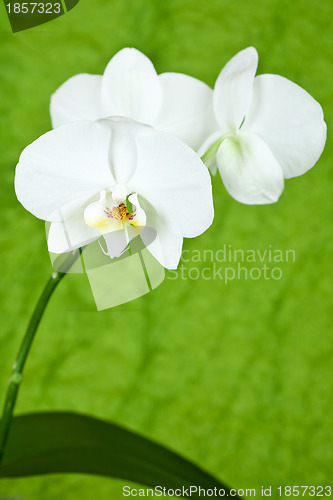 Image of branch of white orchid