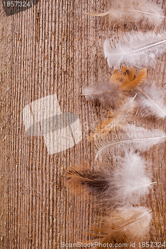 Image of feathers on wooden background
