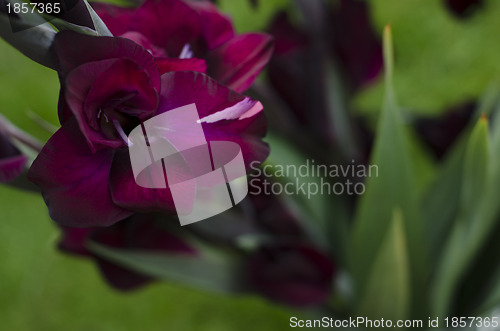 Image of Opening flower of burgundy -crimson Gladiola-gladioli growing