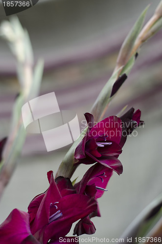 Image of A stem of Deep Burgundy Gladiola