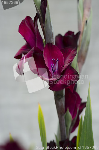 Image of Deep burgundy-purple Gladiola-stems