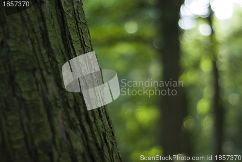 Image of Close-up tree trunk, green bokeh background