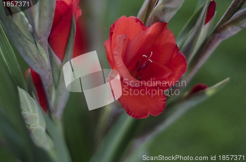 Image of A spay of scarlet red Gladioli