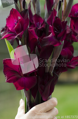 Image of Womans hand holding bunch of deep red-burgundy gladioli