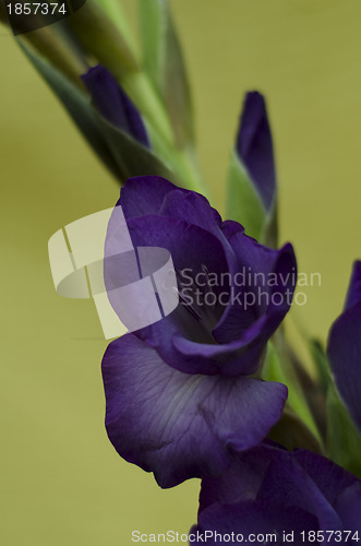 Image of A stem of purple gladiola