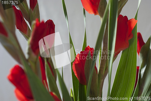 Image of Scarlet red Gladiola-Gladioli-Gladiolus 