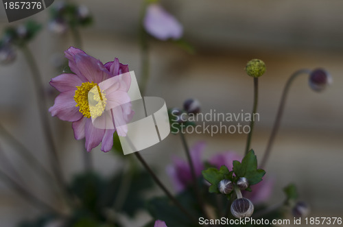 Image of Pink Gerbera Daisy