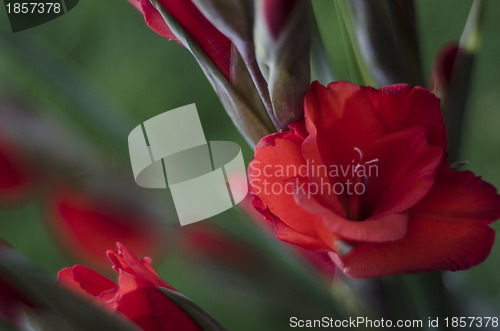 Image of Scarlet red Gladiola-Gladioli-Gladiolus 