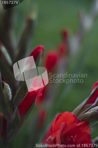 Image of Stems of scarlet red Gladioli flowers