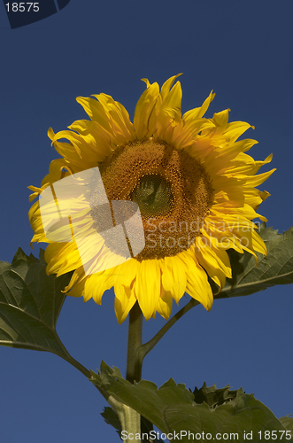 Image of the sunflower