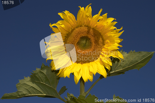 Image of the sunflower