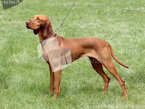 Image of Hungarian Short-haired Pointing Dog