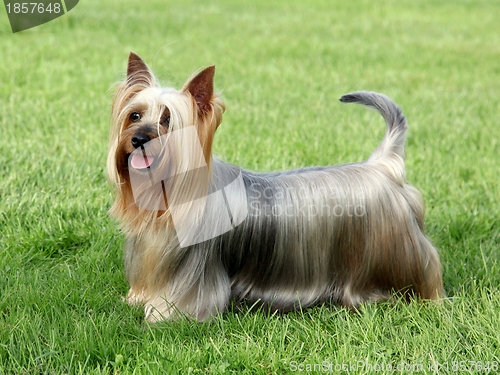 Image of Australian Silky Terrier