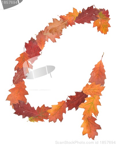 Image of letter made of oak autumn leaves