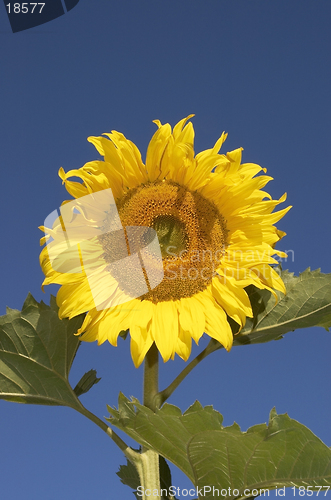 Image of the sunflower