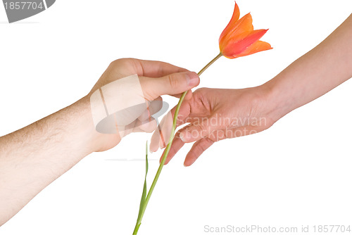 Image of tulip