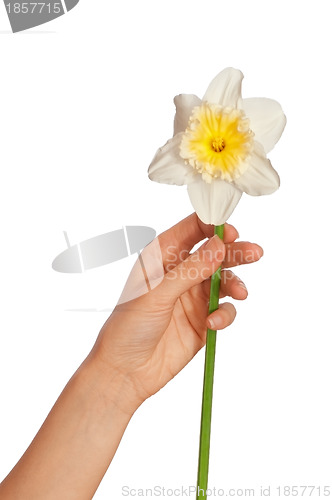 Image of white narcissus