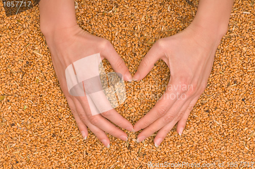 Image of wheat heart