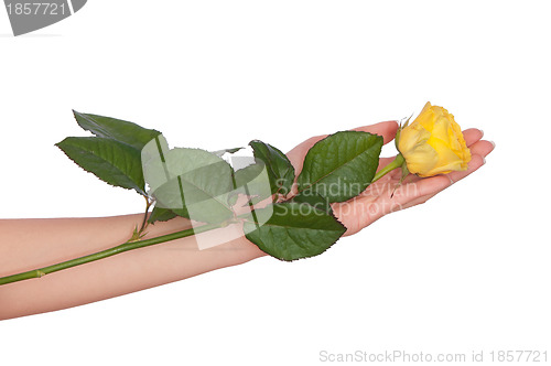 Image of yellow rose