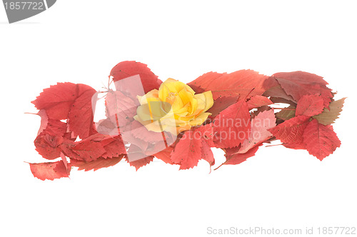 Image of yellow flower in the pile of autumn leaves