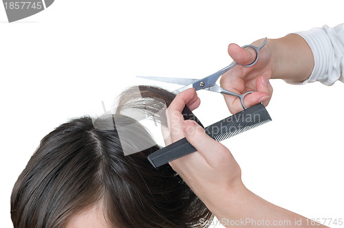 Image of hairdresser cutting young woman