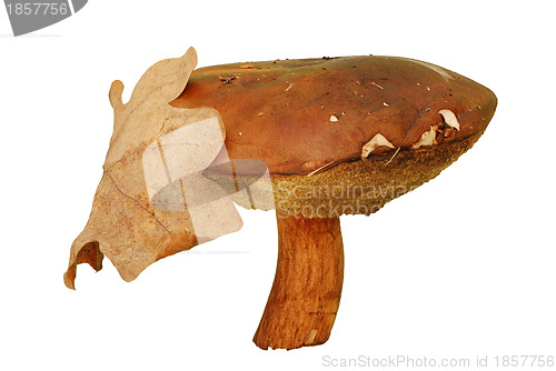 Image of autumn mushroom with yellow leaf