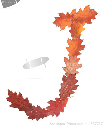 Image of letter made of oak autumn leaves