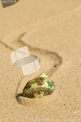 Image of green cockleshell on the yellow sand