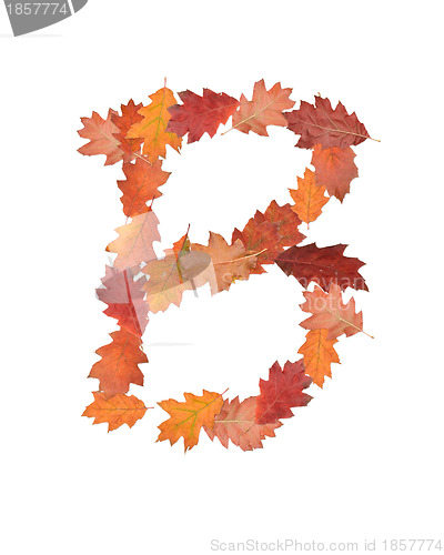 Image of letter made of oak autumn leaves