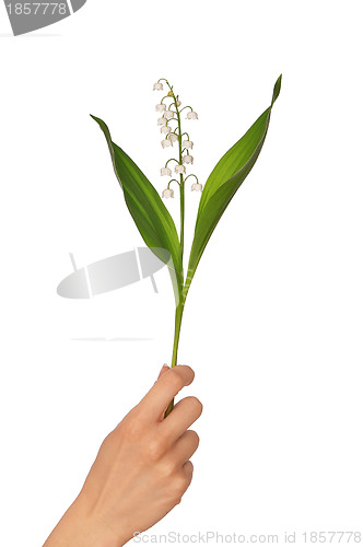 Image of lily of the valley