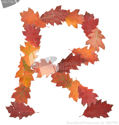 Image of letter made of oak autumn leaves