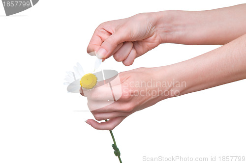 Image of plucking off the petals of a chamomile