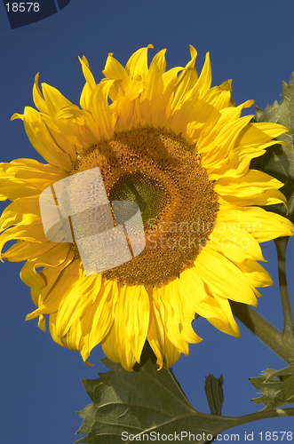 Image of the sunflower