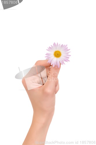 Image of Daisy in the woman's hand