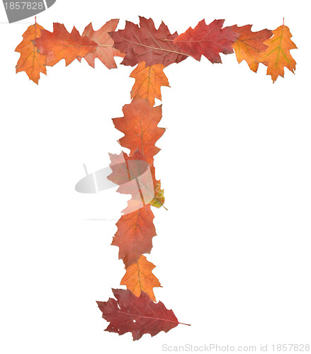 Image of letter made of oak autumn leaves