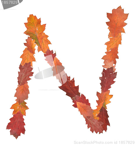 Image of letter made of oak autumn leaves