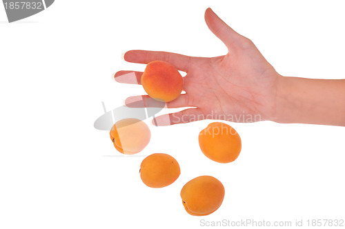 Image of orange apricots in the hand