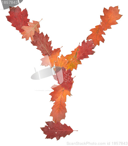 Image of letter made of oak autumn leaves