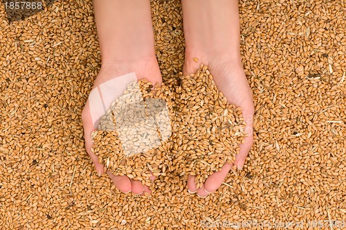 Image of handful of grains in the hands