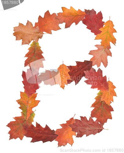 Image of letter made of oak autumn leaves