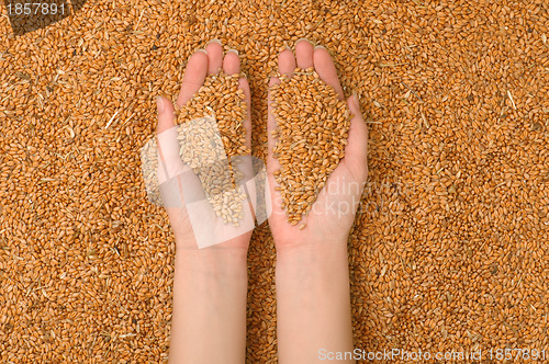 Image of handful of grains in the hands