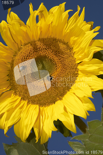 Image of the sunflower