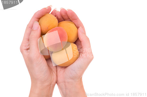 Image of five orange apricots in the hands