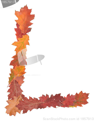 Image of letter made of oak autumn leaves